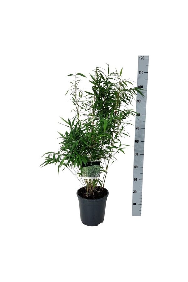 Bambou Fargesia robusta Wenchuan