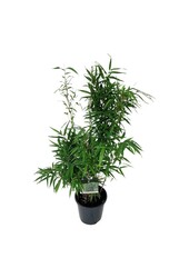 Bambou Fargesia robusta Wenchuan