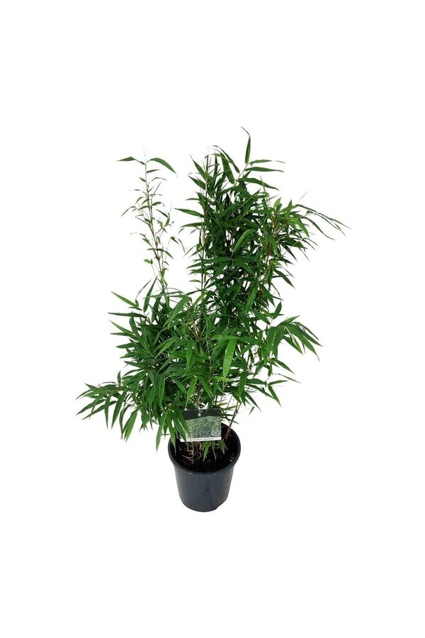 Bambou Fargesia robusta Wenchuan