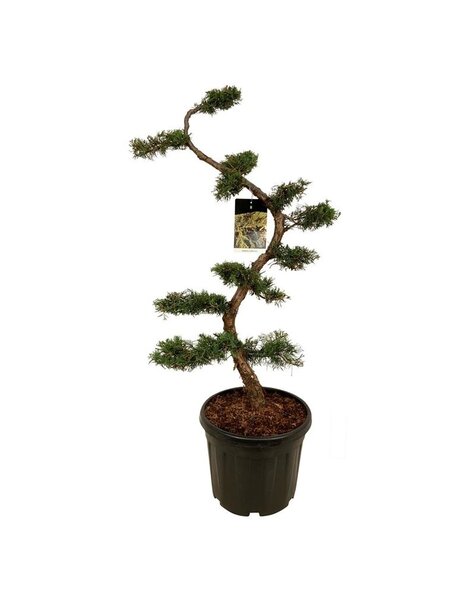 Juniperus