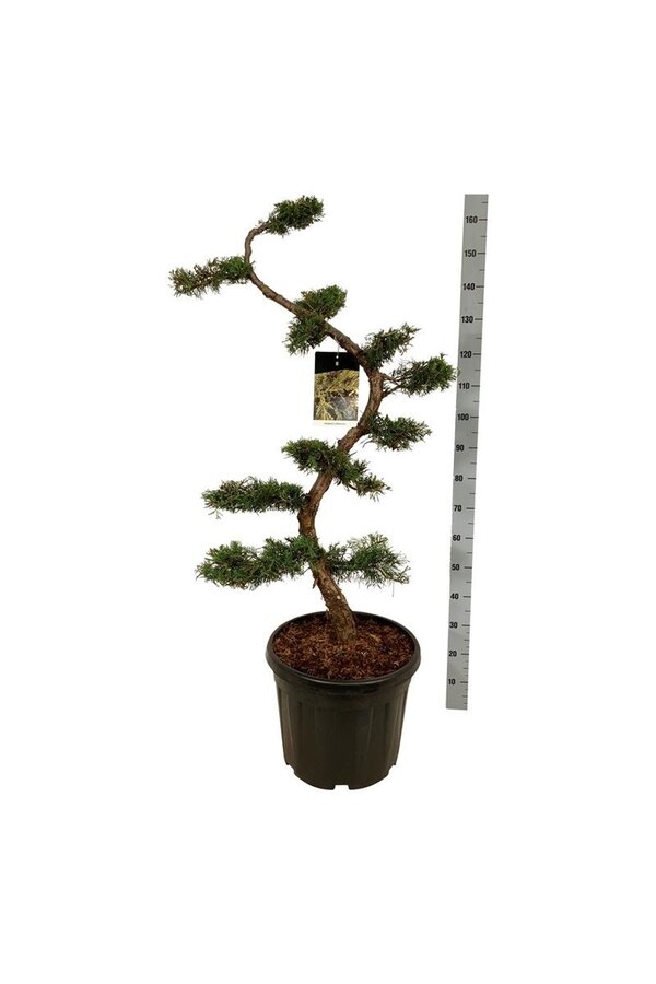 Cipres Juniperus pfitzeriana