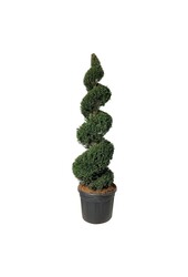 Venijnboom Taxus baccata