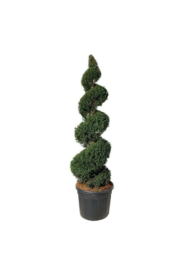 Venijnboom Taxus baccata