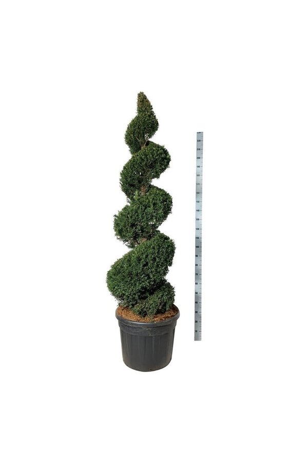 Venijnboom Taxus baccata