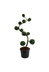 Conifère Thuja Brabant