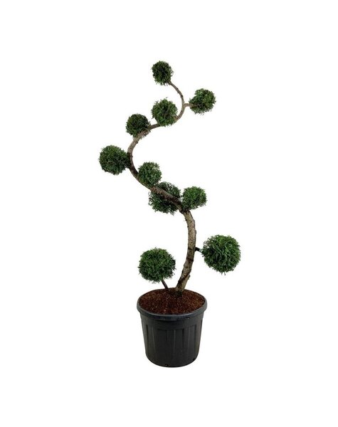 Thuja