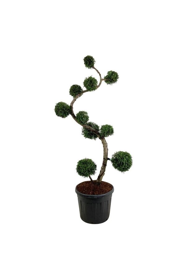 Conifeer Thuja Brabant