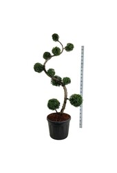 Conifeer Thuja Brabant