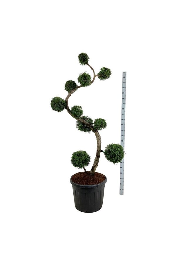 Conifeer Thuja Brabant