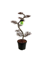 Larix kaempferi