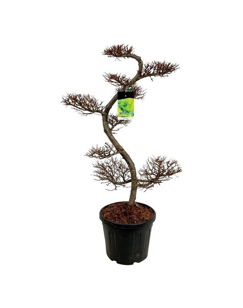 Larix