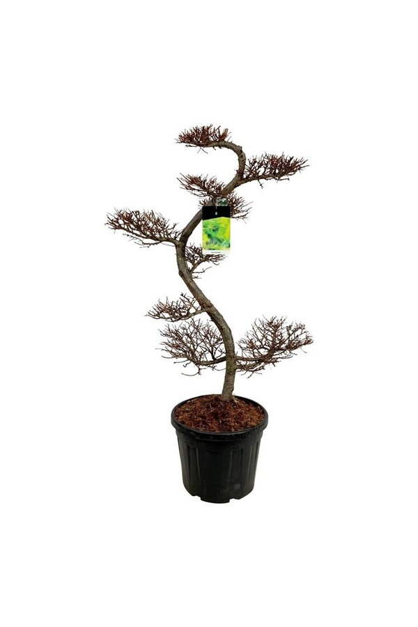 Larix kaempferi
