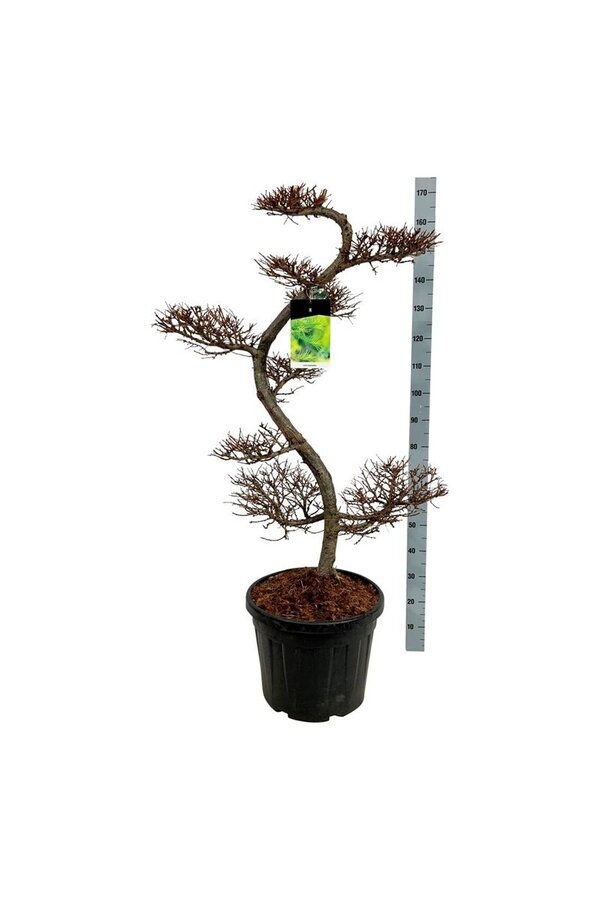 Larix kaempferi
