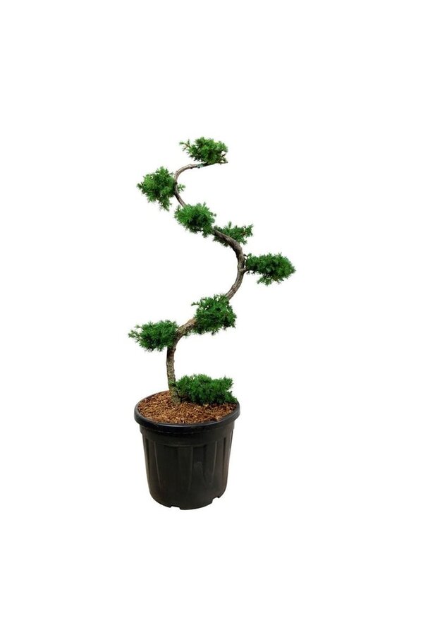 Larix kaempferi