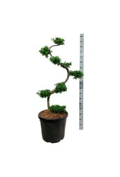 Larix kaempferi