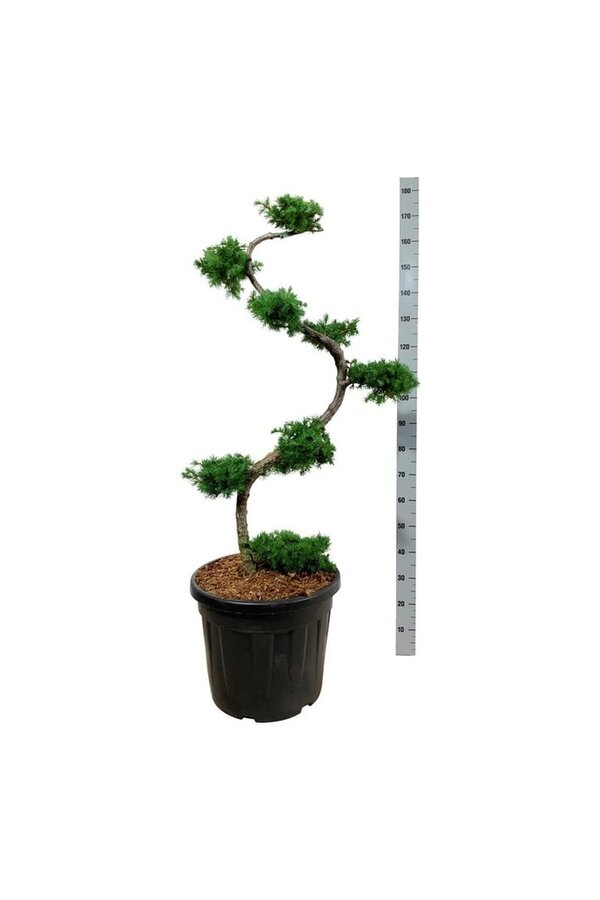 Larix kaempferi