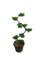 Larix kaempferi