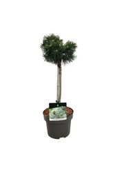 Denneboom Pinus mugo Green Pearl