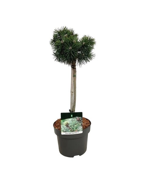 Pinus