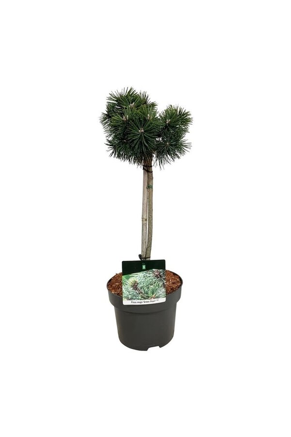 Denneboom Pinus mugo Green Pearl