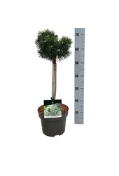 Denneboom Pinus mugo Green Pearl