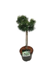 Denneboom Pinus mugo Green Pearl