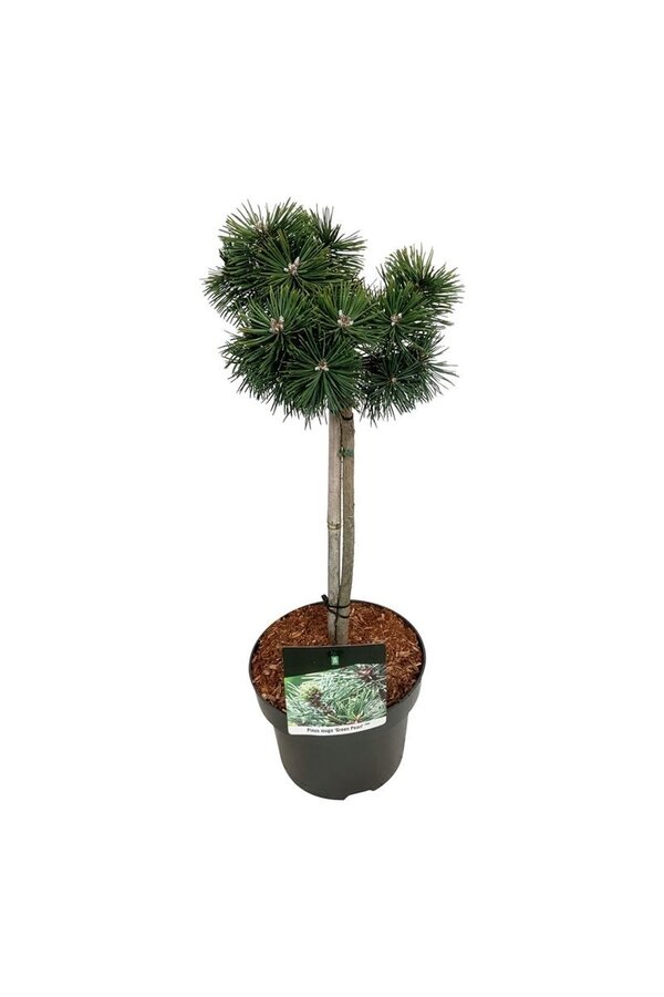 Denneboom Pinus mugo Green Pearl