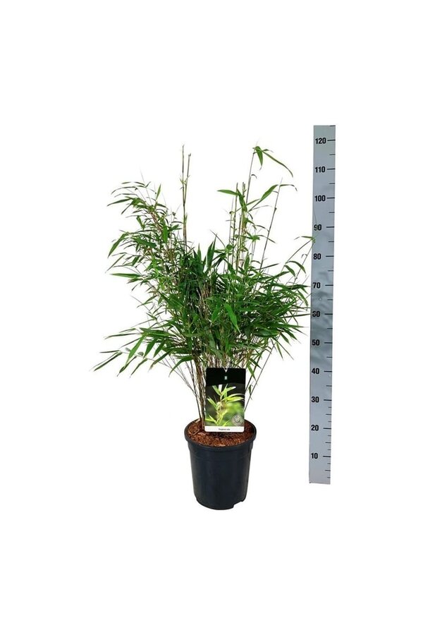 Bambou Fargesia rufa