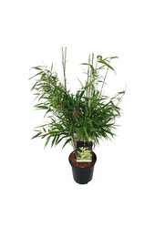 Bambou Fargesia rufa