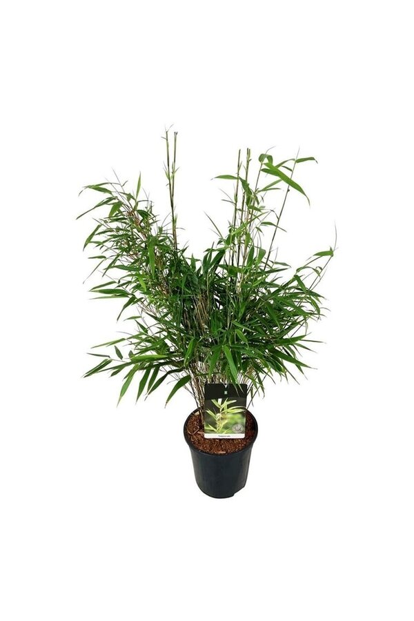 Bambou Fargesia rufa
