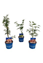 Esdoorn Mixlaag Acer JACK FROST® collection