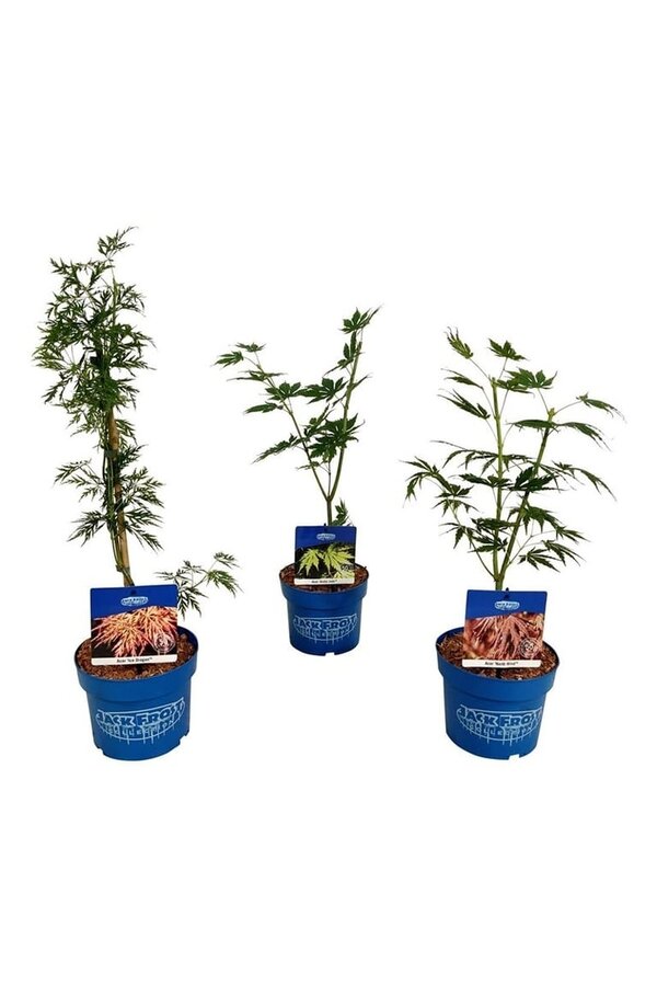 Esdoorn Mixlaag Acer JACK FROST® collection