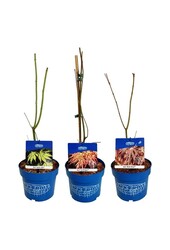 Esdoorn Mixlaag Acer JACK FROST® collection