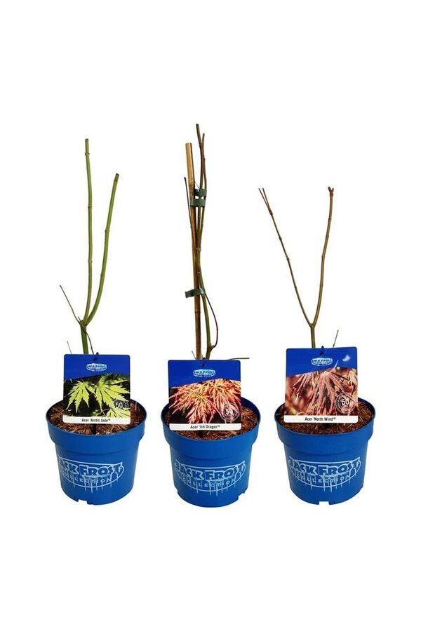 Esdoorn Mixlaag Acer JACK FROST® collection