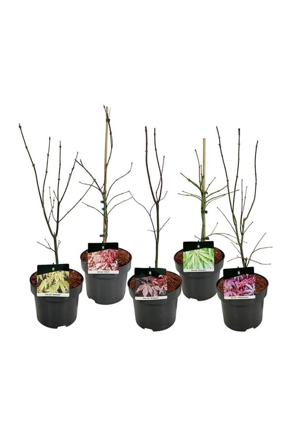 Esdoorn Mixlaag Acer palmatum veredeld
