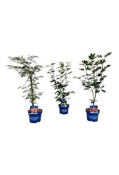 Esdoorn Mixlaag Acer JACK FROST® collection