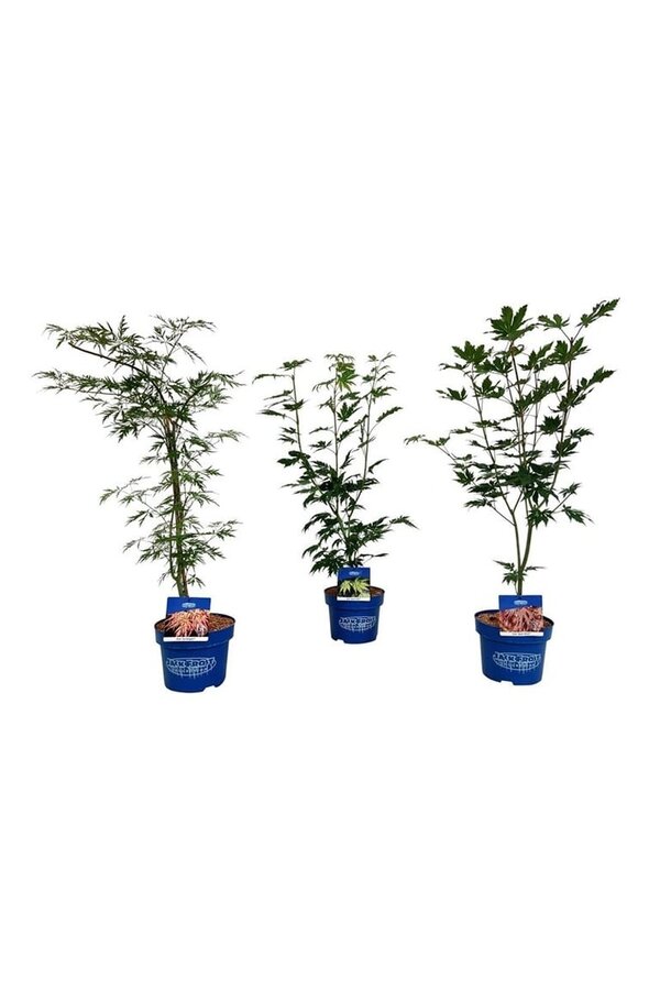 Érable Couche Mixte Acer JACK FROST® collection