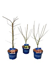 Érable Couche Mixte Acer JACK FROST® collection