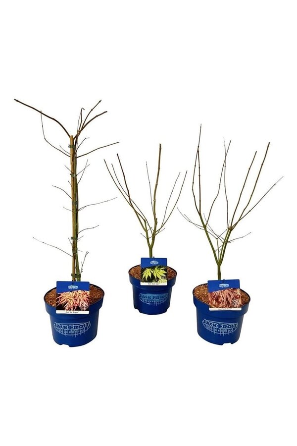 Érable Couche Mixte Acer JACK FROST® collection