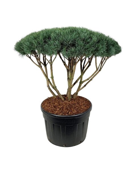 Pinus