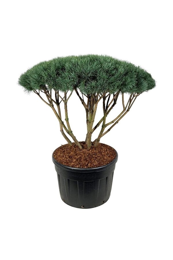 Denneboom Pinus Watereri