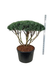 Denneboom Pinus Watereri
