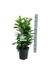 Portugese laurier Prunus Genolia ®