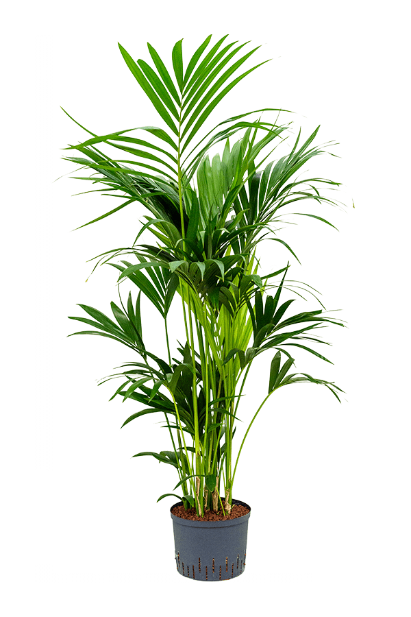 Hydroplant Kentia (Howea) Forsteriana