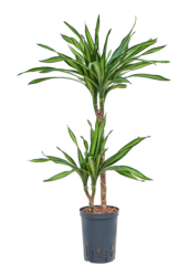Plante d'hydroculture Dracaena Fragrans Riki