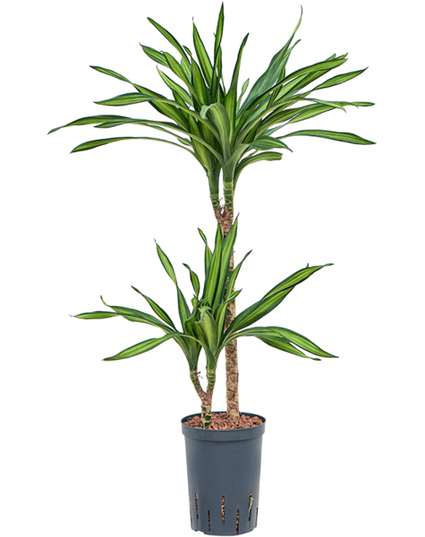 Plante d'hydroculture Dracaena