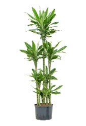 Hydroplante Dracaena Fragrans Golden Coast