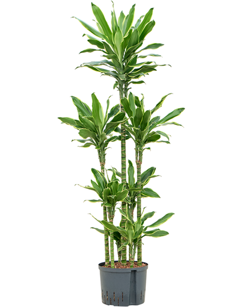 Hydroplante Dracaena