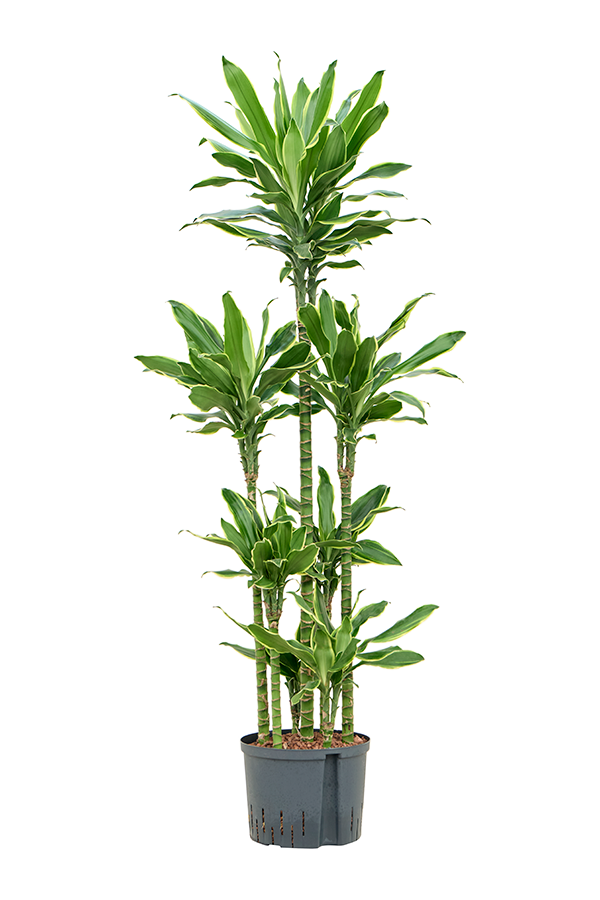 Hydroplante Dracaena Fragrans Golden Coast