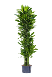 Hydroplante Dracaena Fragrans Golden Coast